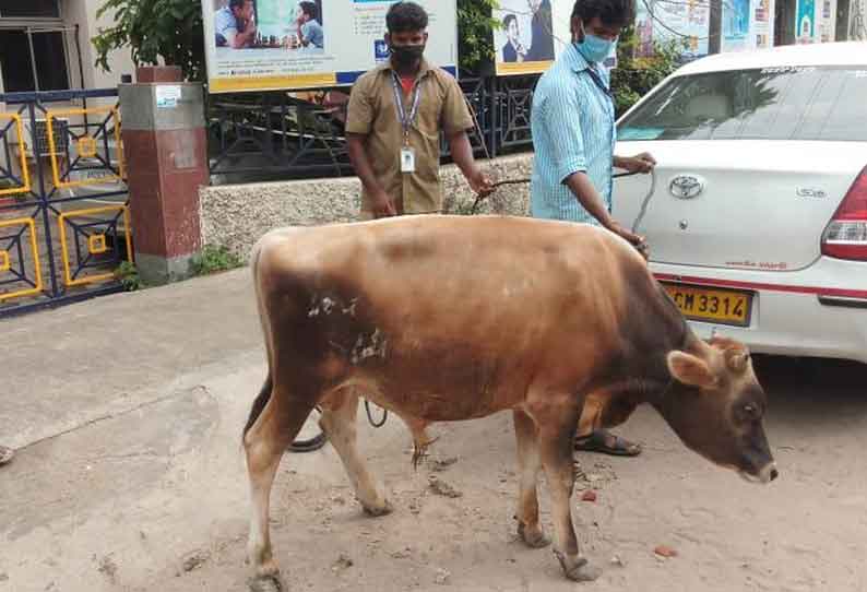 சாலைகளில் சுற்றித்திரியும் மாடுகளுக்கு ரூ.10 ஆயிரம் அபராதம். மாநகராட்சி அதிகாரிகள் எச்சரிக்கை