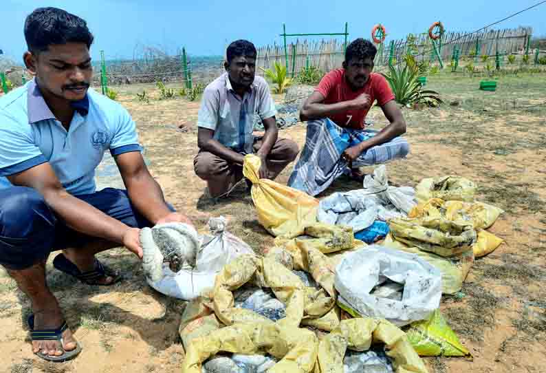 150 கிலோ கடல் அட்டைகளுடன் படகு பறிமுதல்; 2 பேர் கைது