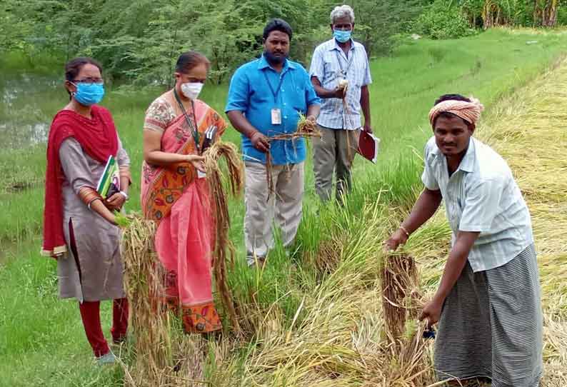 கலவை பகுதியில் மழையில் சேதமடைந்த நெற்பயிர்களை அதிகாரி ஆய்வு