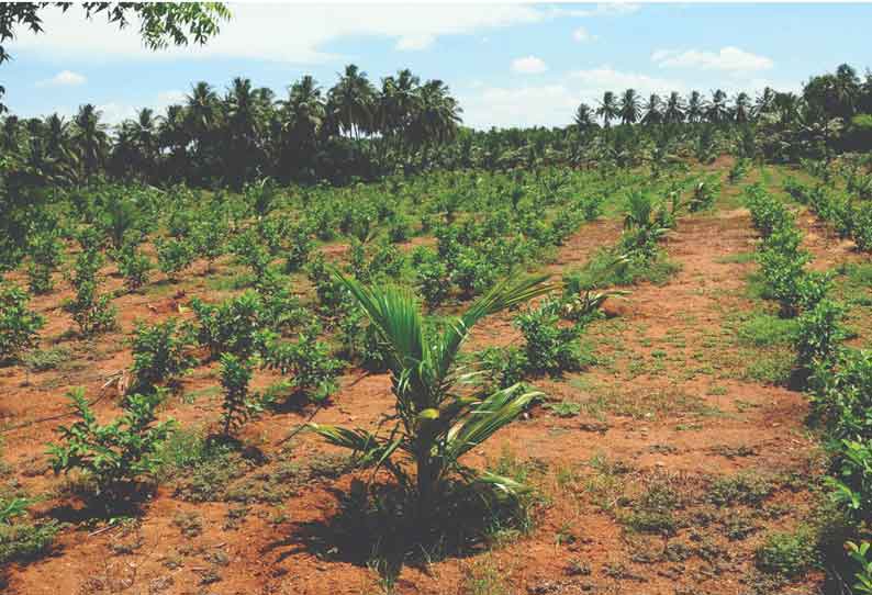 மடத்துக்குளம் பகுதியில் தென்னையில் ஊடுபயிராக கொய்யா சாகுபடி செய்வதில் விவசாயிகள் ஆர்வம்