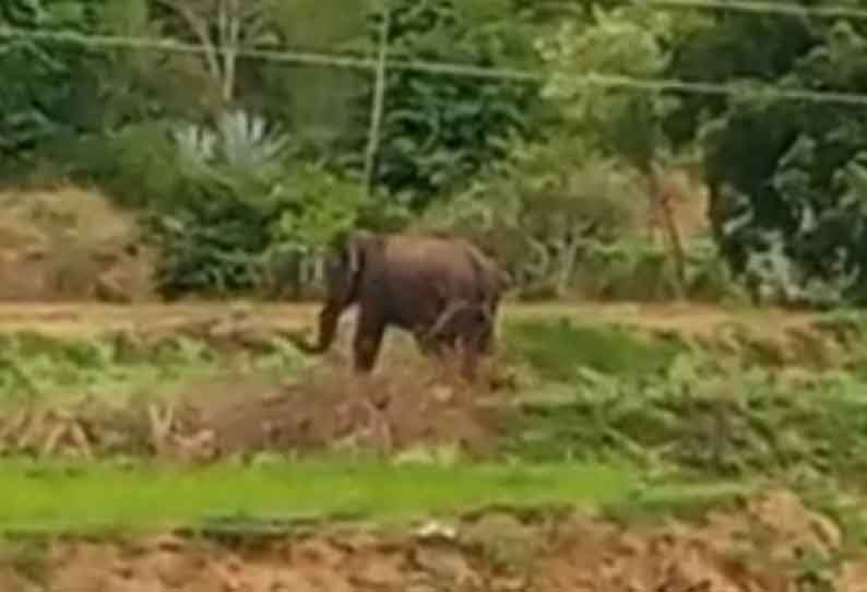 உத்தனப்பள்ளி அருகே யானை நடமாட்டத்தால் பொதுமக்கள் அச்சம்