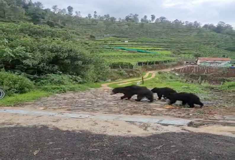 கோத்தகிரி அருகே குடியிருப்புக்குள் உலா வரும் கரடிகள்