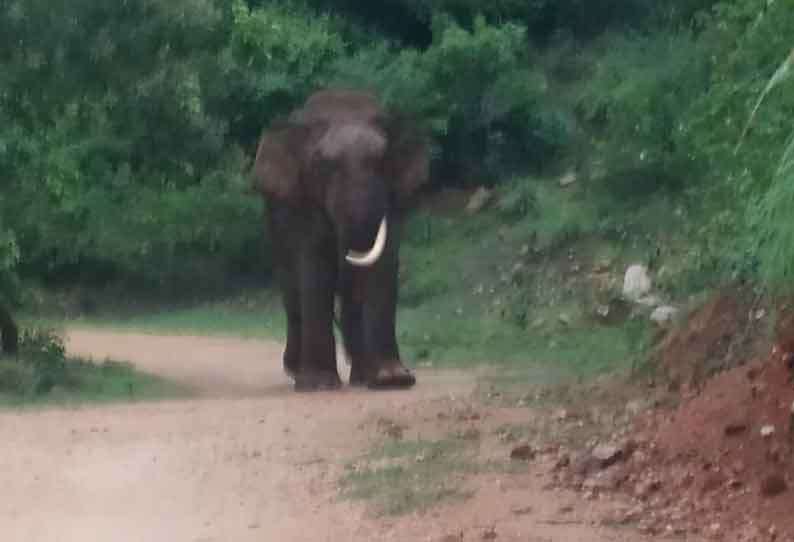 ஒடுகத்தூர் அருகே மலைப்பகுதியில் சுற்றித்திரிந்த ஒற்றை தந்தம் யானை