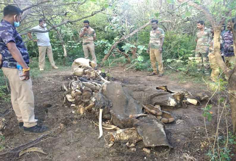 கடையநல்லூர் அருகே வனப்பகுதியில் இறந்து கிடந்த யானை