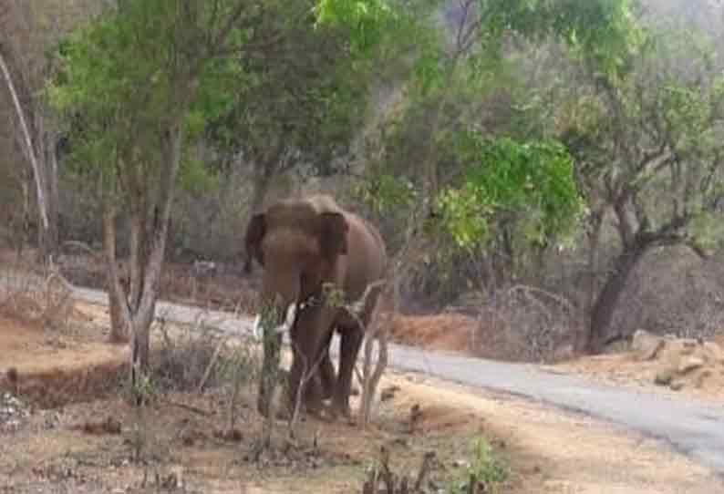 பர்கூர் தாமரைக்கரையில் நடுரோட்டில் நின்று வாகன ஓட்டிகளை அச்சுறுத்திய யானை