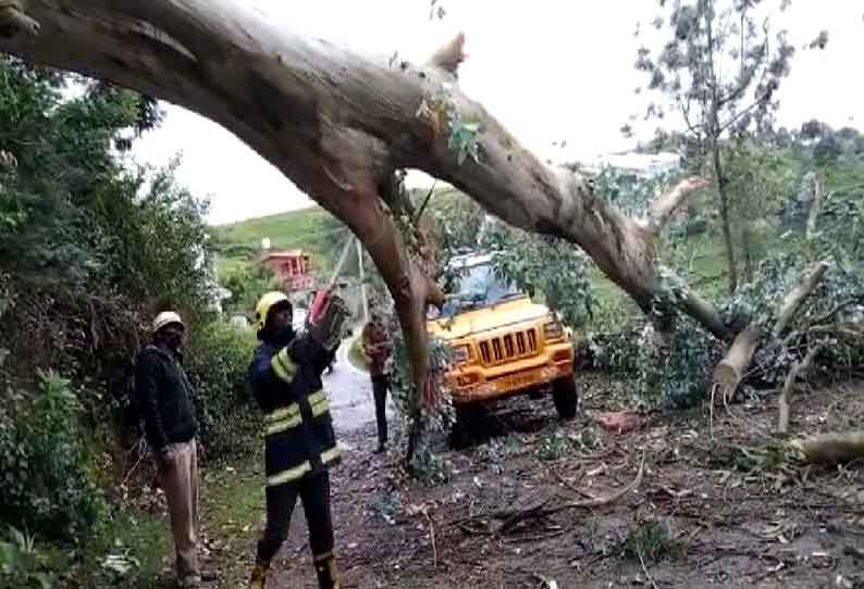 கோத்தகிரியில் சாலையில் மரம் விழுந்து போக்குவரத்து பாதிப்பு