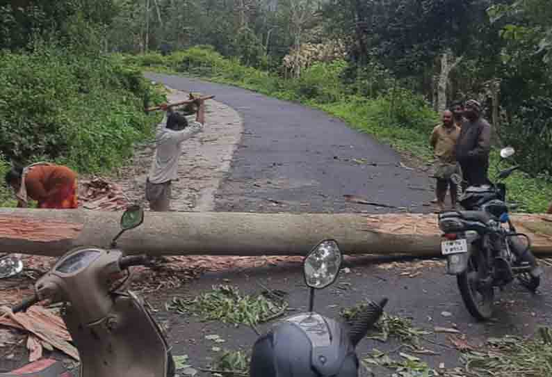 மலைப்பாதையில் மரம் முறிந்து விழுந்தது