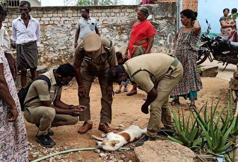 மர்ம விலங்கு கடித்து 2 நாய்கள், 12 கோழிகள் சாவு