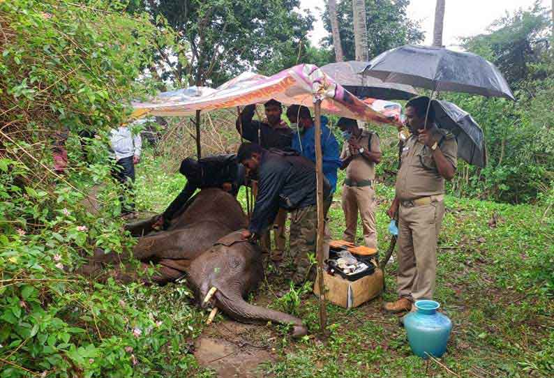 தேன்கனிக்கோட்டை அருகே உடல் நலக்குறைவால் அவதிப்பட்ட குட்டி யானை பரிதாப சாவு