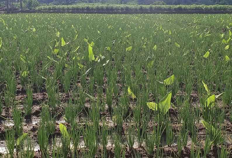 மஞ்சள் பயிரில் ஊடுபயிராக சின்னவெங்காயம் சாகுபடி செய்வதில் விவசாயிகள் ஆர்வம்