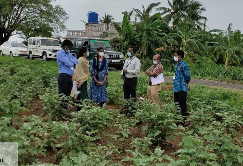 முள்ளு கத்தரிக்காய்க்கு புவிசார் குறியீடு வழங்க தோட்ட கலைத்துறை திட்டம்