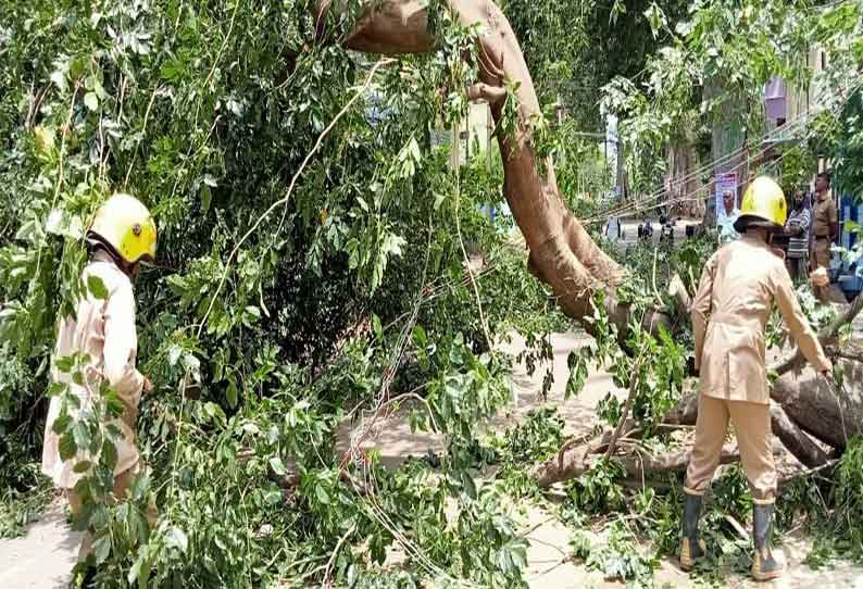 விக்கிரமசிங்கபுரத்தில் சூறைக்காற்றுக்கு சாய்ந்த மரம்