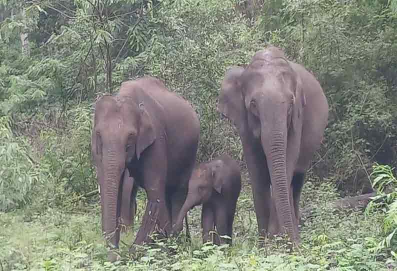 சத்தி வனப்பகுதியில் பரவலாக மழை மலைப்பகுதி மரம், செடி, கொடிகள் பசுமை மயமாக மாறியது சுதந்திரமாக உலா வரும் வனவிலங்குகள்