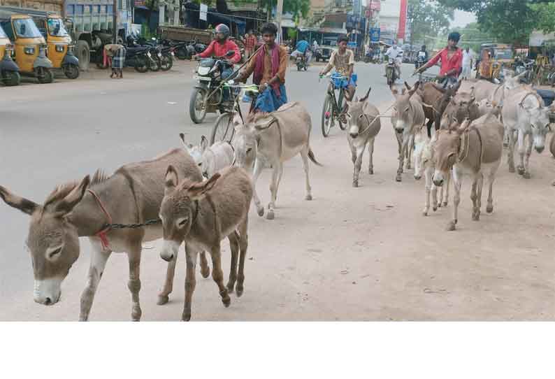 கம்பம் பகுதியில்  கழுதை பால் விற்பனை அமோகம்