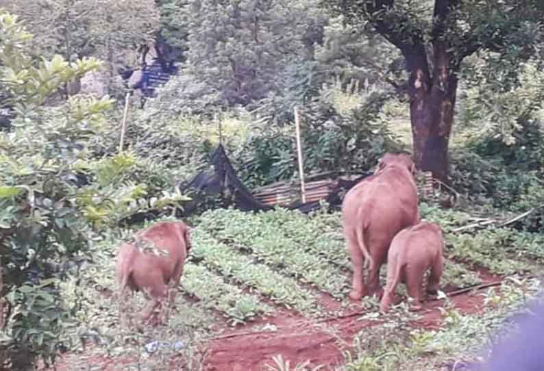 தோட்டக்கலை பண்ணையில் காட்டுயானைகள் அட்டகாசம்