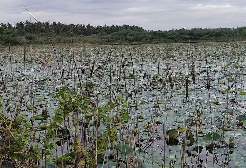 பட்டுக்கோட்டை நாடியம்மன் கோவில் ஏரி தூர்வாரப்படுமா