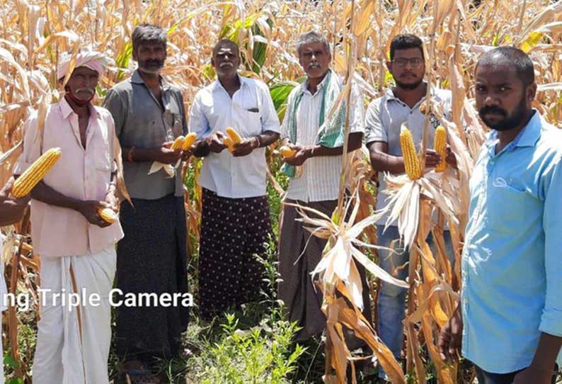 வீரிய ஒட்டு ரக மக்காச்சோள பயிரில் கூடுதல் மகசூல்