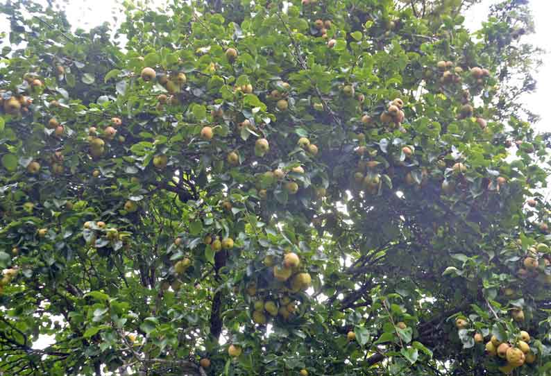 தேங்கி கிடக்கும் பேரிக்காய்கள் குன்னூர் பழவியல் நிலையத்துக்கு விற்கப்படுகிறது