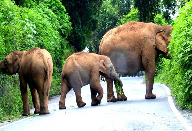 குன்னூர் மேட்டுப்பாளையம் சாலையில் குட்டிகளுடன் உலா வந்த காட்டு யானை