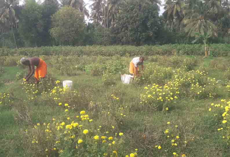 கேந்தி விளைச்சல்  குறைவு