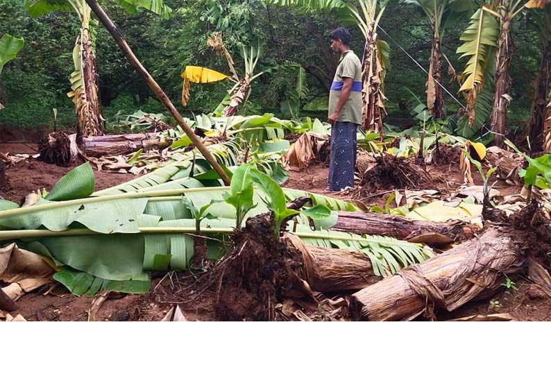 கூடலூர் அருகே சூறைக்காற்றில் வாழைமரங்கள் முறிந்து சேதம்