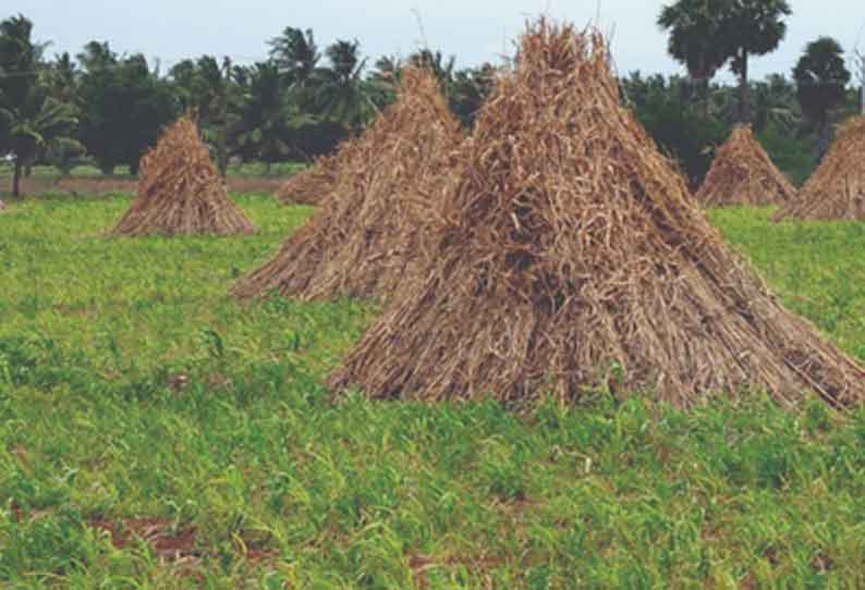 விளை நிலங்களில் இருப்பு வைக்கும் விவசாயிகள்