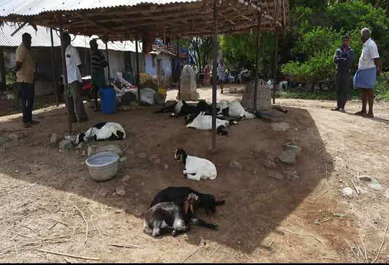 சத்தியமங்கலம் அருகே மர்மமான முறையில் 14 ஆடுகள் சாவு