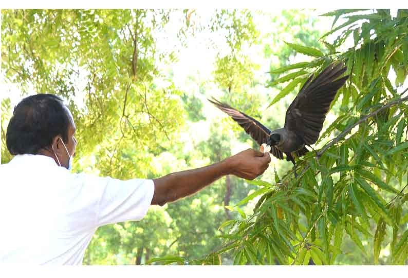 காக்கைக்கு கருணை