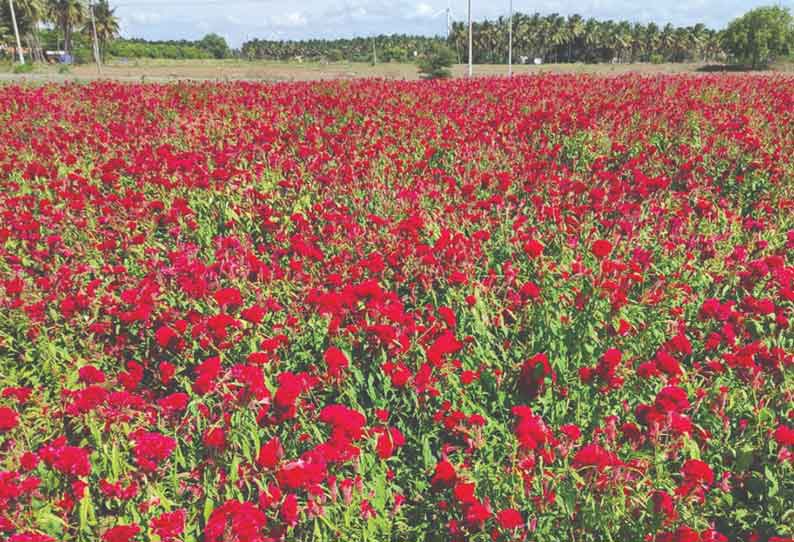 பறிக்காமல் கோழி கொண்டை பூக்கள் செடியில் விடப்பட்டுள்ளன