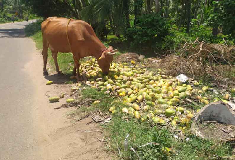 மாடுகளுக்கு தீவனமாகும் மாம்பழங்கள்