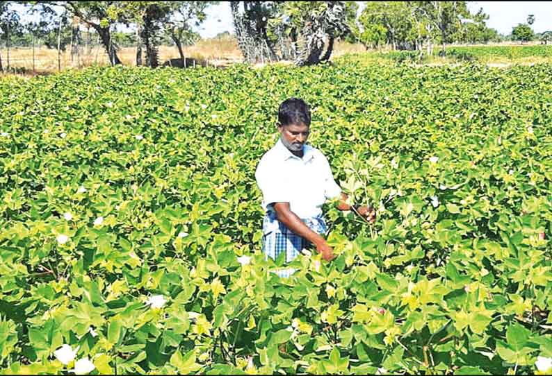 முழு ஊரடங்கால் பருத்தி சாகுபடியில் பூச்சி தாக்குதலை கட்டுப்படுத்த முடியாமல் விவசாயிகள் தவிப்பு