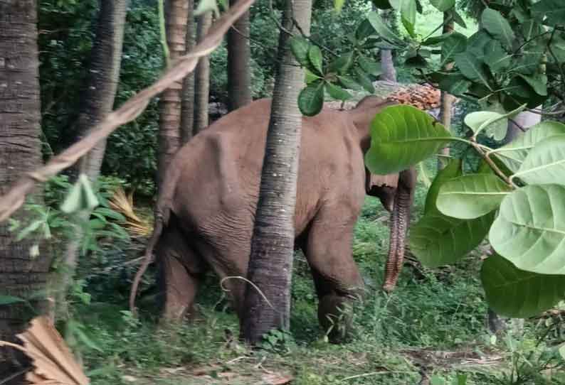 விளைநிலங்களில் புகுந்து யானை மீண்டும் அட்டகாசம்