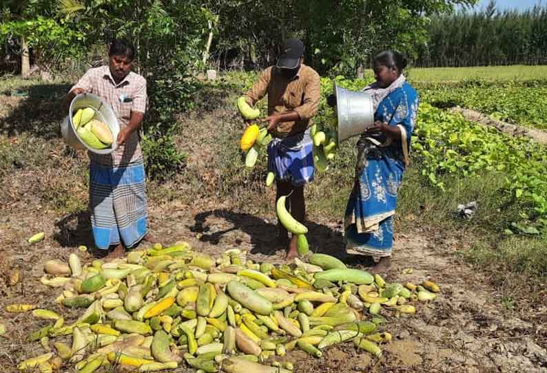 வேதாரண்யம் பகுதியில் வயல்களில் அழுகி வீணாகும் வெள்ளரி