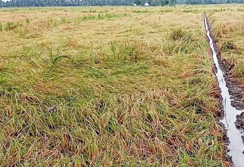 அறுவடைக்கு தயாராக இருந்த நெற்பயிர்கள் சாய்ந்தன