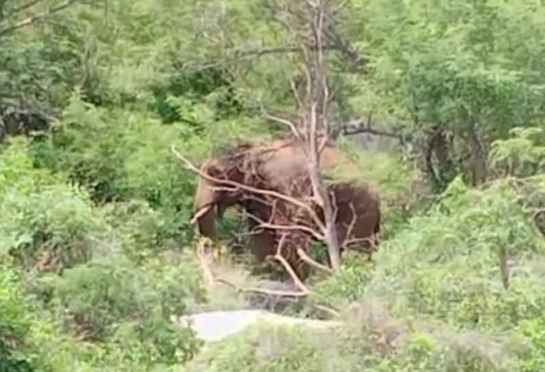 சூளகிரி அருகே பயிர்களை சேதப்படுத்திய ஒற்றை யானை