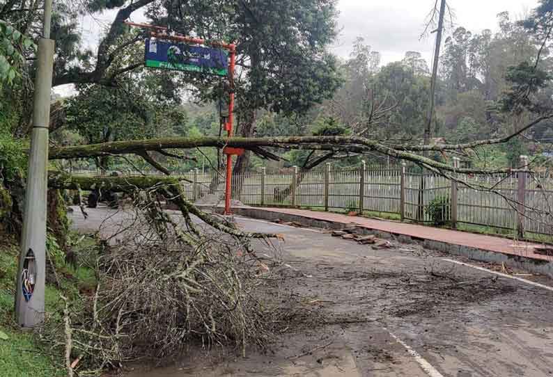 ஏரிச்சாலையில் மரம் முறிந்து விழுந்து போக்குவரத்து பாதிப்பு