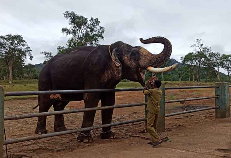 முதுமலை வளர்ப்பு யானைகள் முகாமிற்கு வெளியாட்கள் வர தடை