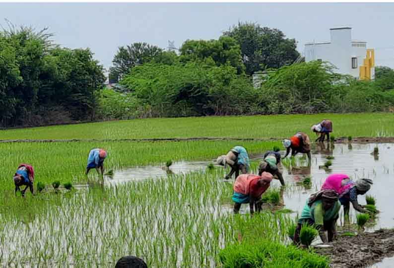 திருவண்ணாமலை அருகே முழு ஊரடங்கிலும் தடையின்றி நடைபெறும் விவசாய பணி