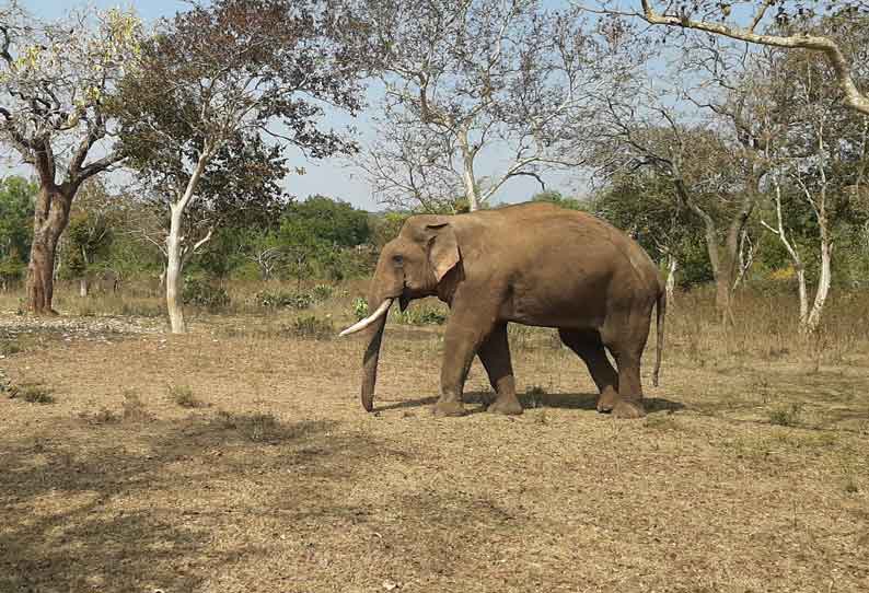 வனத்துறையினரை துரத்திய காட்டுயானை