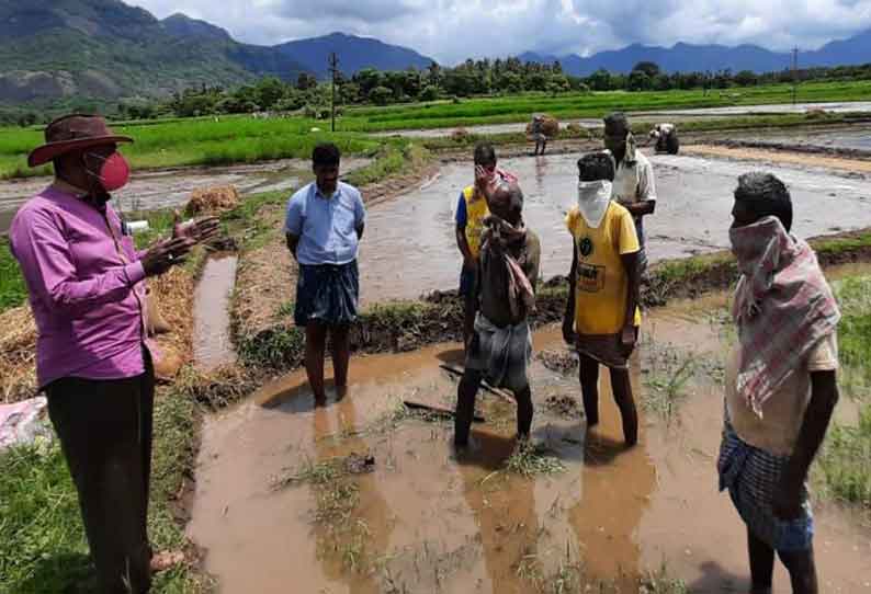 செங்கோட்டை பகுதியில் கார்பருவ நெல் சாகுபடி விவசாய பணிகள் மும்முரம்