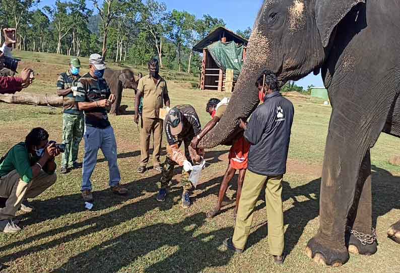 முதுமலை புலிகள் காப்பகத்தில் 28 வளர்ப்பு யானைகளுக்கு கொரோனா பரிசோதனை