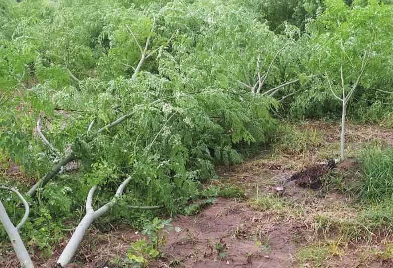 சூறைக்காற்றுடன் திடீரென கொட்டிய கனமழை முருங்கை மரங்கள் வேரோடு சாய்ந்தன