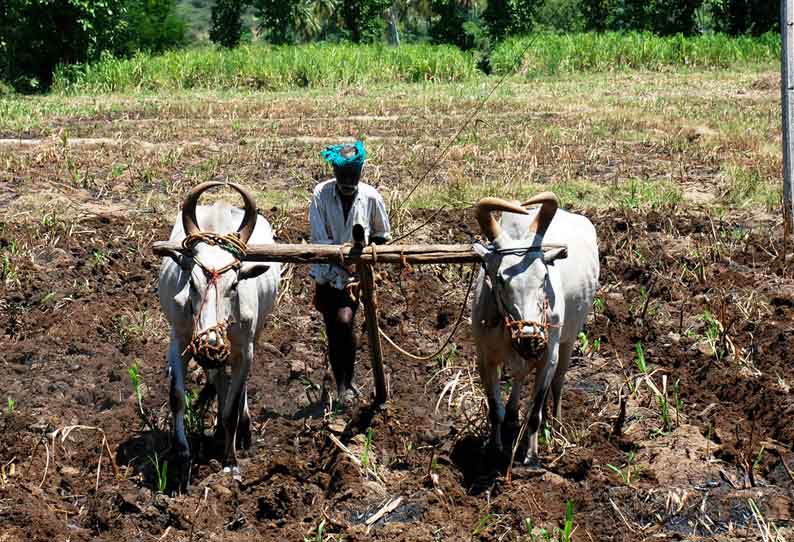 கூலியாட்கள் பற்றாக்குறையால் கரும்புக்காட்டில் ஏர்கலப்பையை கொண்டு களை எடுக்கும் பணியில் விவசாயிகள் ஈடுபட்டு வருகின்றனர்.