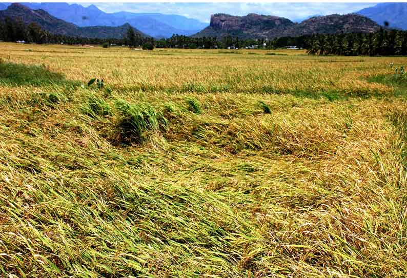 அமராவதி பகுதியில் சாகுபடி செய்யப்பட்ட நெற்பயிர்கள் காற்று காரணமாக மண்ணில் சாய்ந்தது. இதனால் விவசாயிகள் கவலை அடைந்துள்ளனர்.