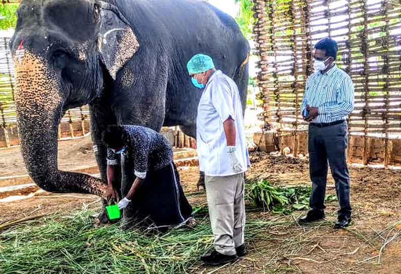 எம்.ஆர்.பாளையம் காப்பகத்தில் 6 யானைகளுக்கு கொரோனா பரிசோதனை