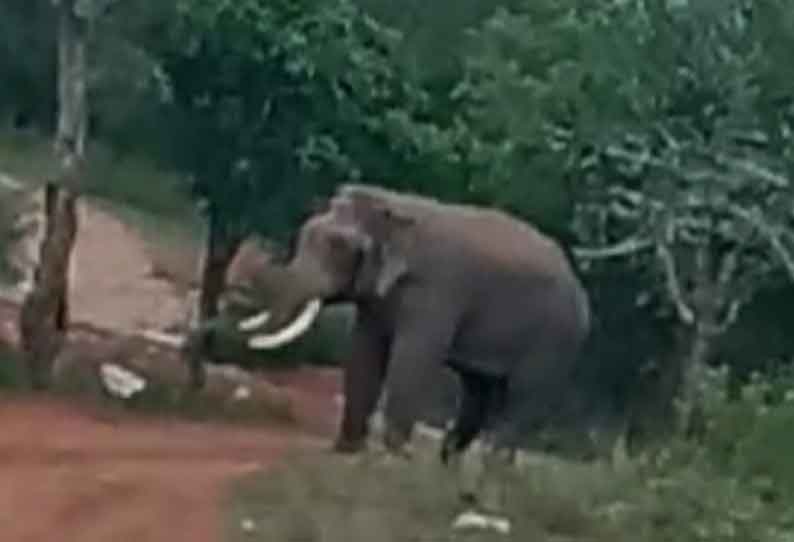 காரமடை அருகே ஜீப்பை மறித்த காட்டு யானை