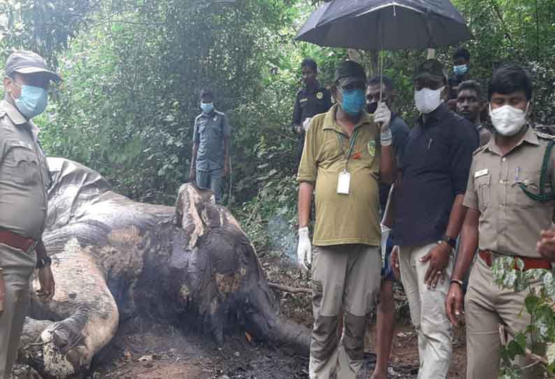 ஆழியாறு வனப்பகுதியில் பெண் யானை சாவு