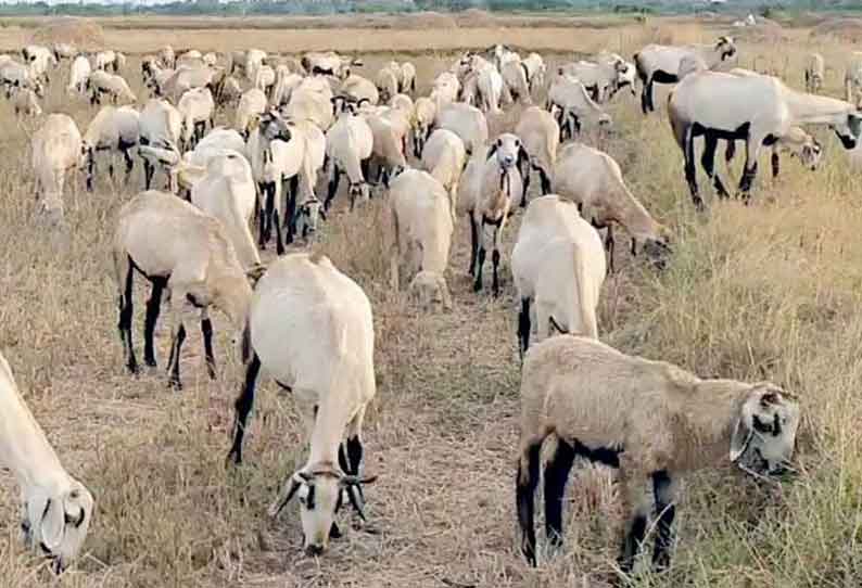 இயற்கை உரத்துக்காக வயல்களில் செம்மறி ஆடுகளை மேயவிடும் திருவாரூர் விவசாயிகள்