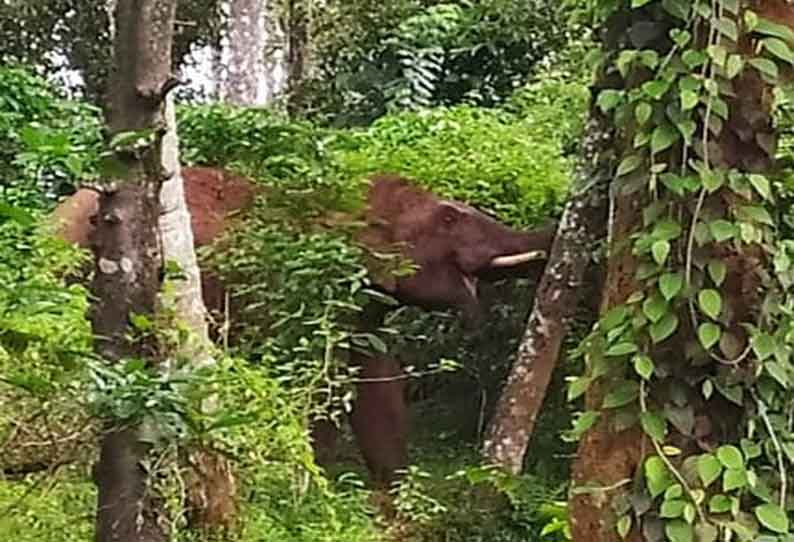 அய்யன்கொல்லி அருகே காட்டு யானைகள்  அட்டகாசம்