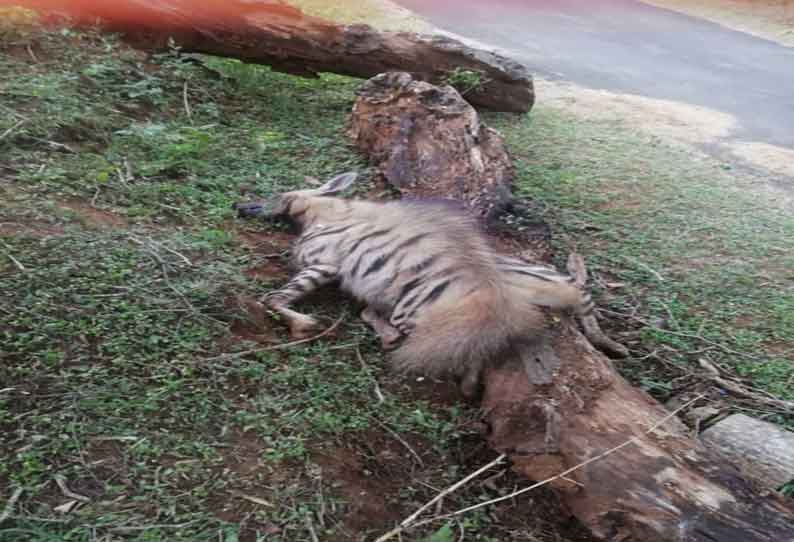 மசினகுடி அருகே வாகனம் மோதி கழுதை புலி சாவு